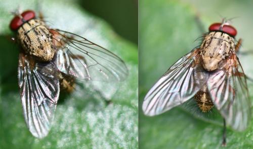 Phaonia angelicae